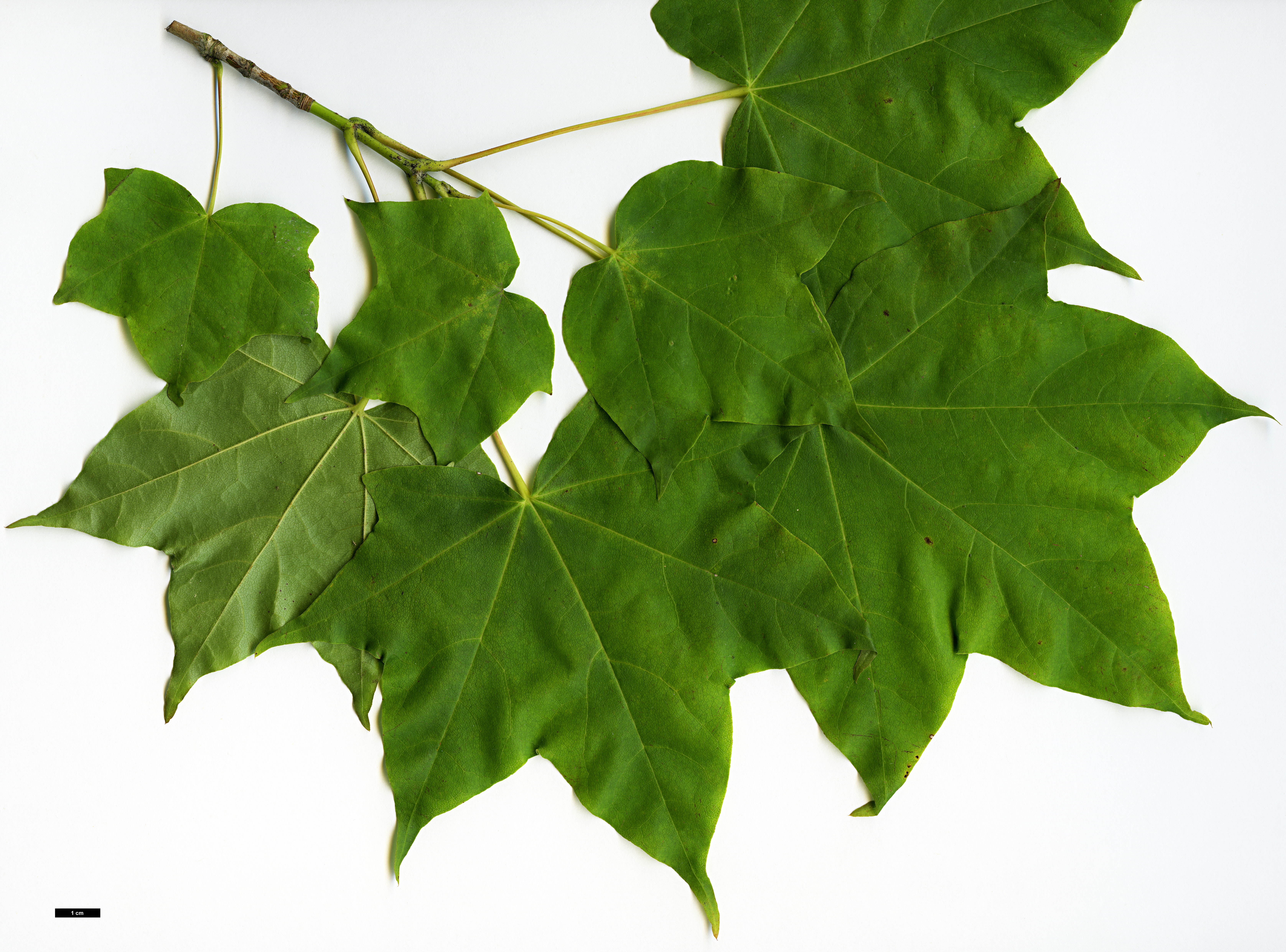 High resolution image: Family: Sapindaceae - Genus: Acer - Taxon: pictum - SpeciesSub: subsp. ambigum High resolution image: Family: Sapindaceae - Genus: Acer - Taxon: pictum - SpeciesSub: subsp. ambigum